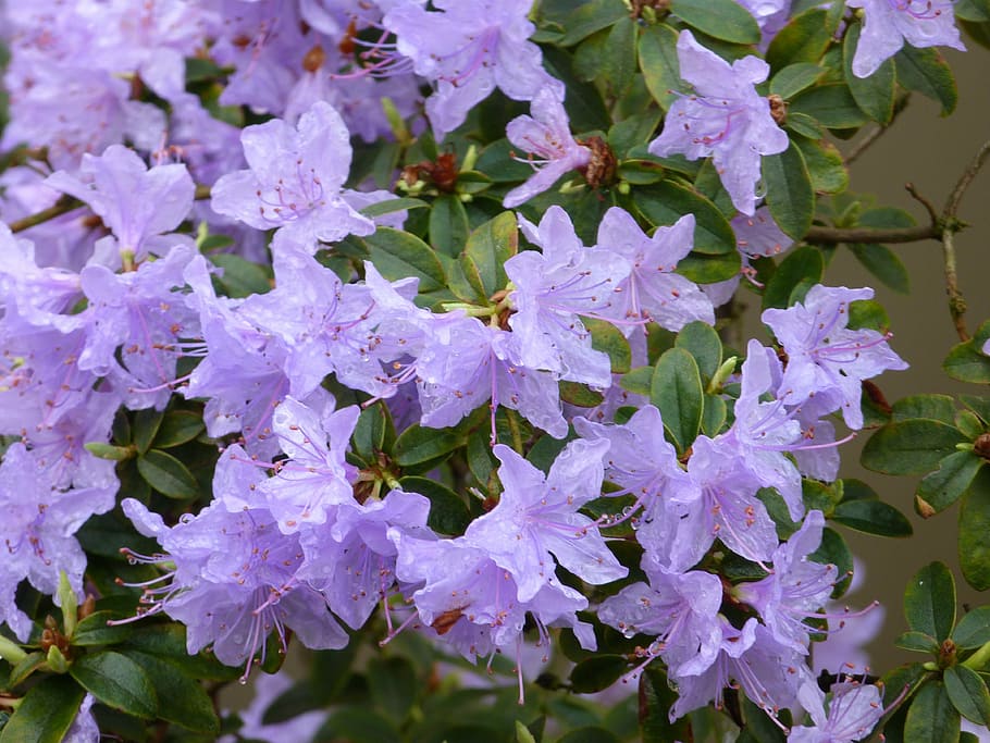 Doğanın renk paletinden bir armağan: Tüm zarafeti ve canlılığıyla Açelya (Rhododendron) açımı.